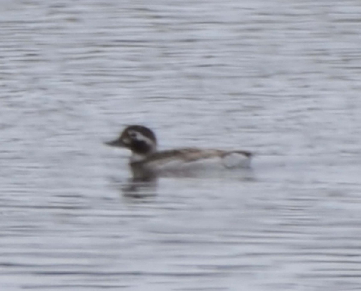Long-tailed Duck - ML32156091