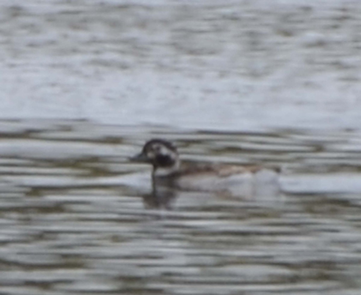 Long-tailed Duck - ML32156141