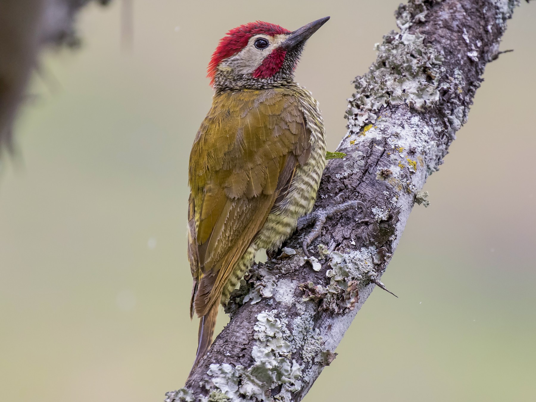 Golden-olive Woodpecker - Peter Hawrylyshyn