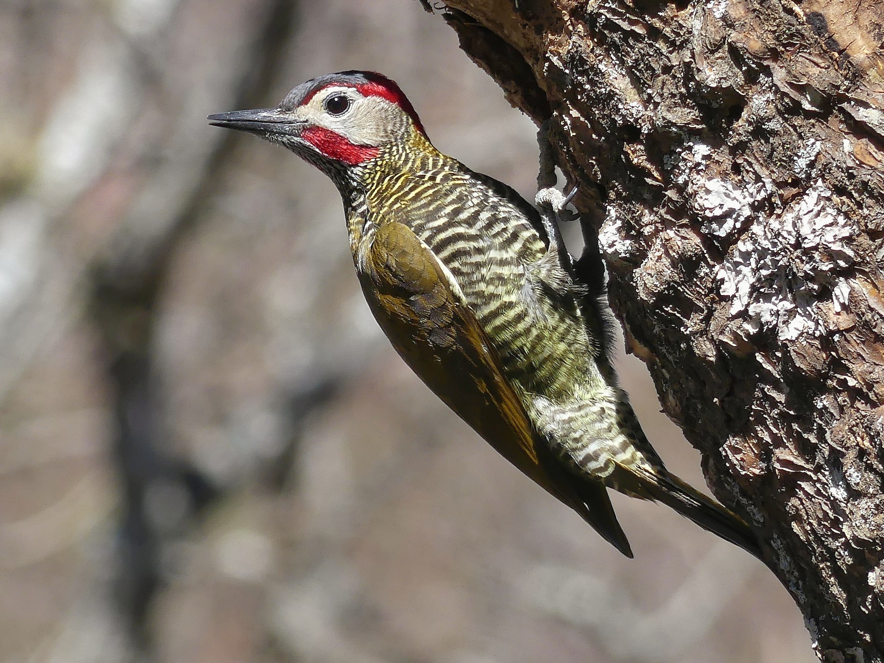 Golden-olive Woodpecker - Jorge  Quiroga