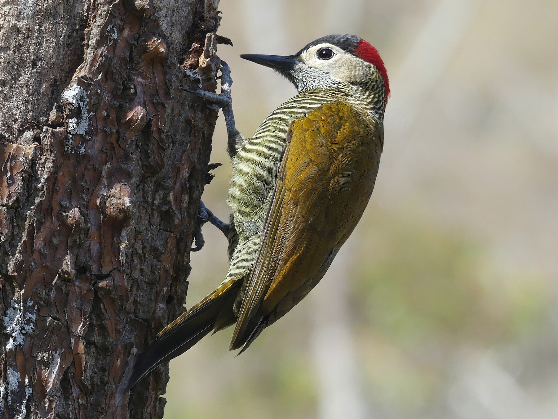 Golden-olive Woodpecker - Jorge  Quiroga