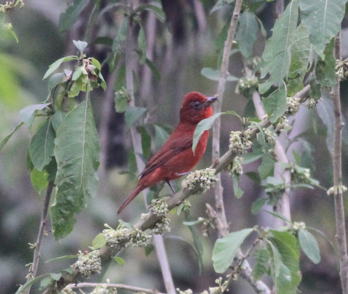 Hepatic Tanager (Highland) - ML32156361