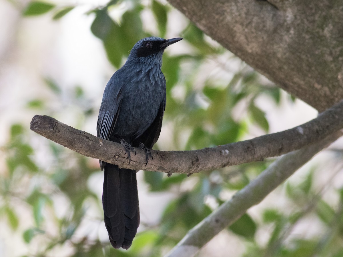 Blue Mockingbird - matthew sabatine