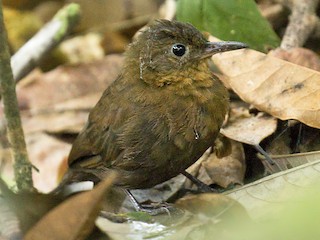  - Short-billed Leaftosser