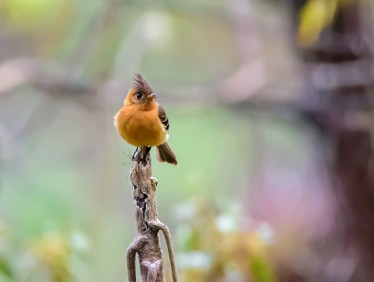 Tufted Flycatcher - Anonymous