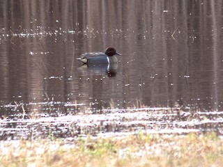 Green-winged Teal, ML321567321