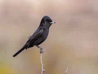  - White-winged Black-Tyrant