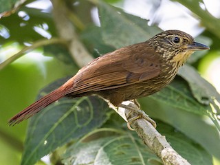 - Lineated Foliage-gleaner