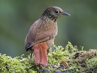  - Lineated Foliage-gleaner