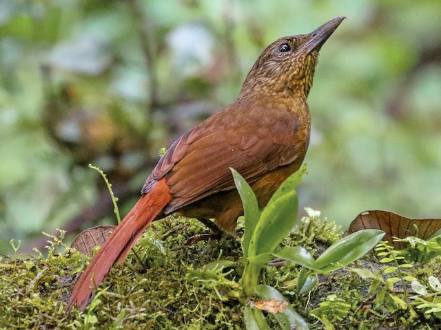 Photos - Streak-capped Treehunter - Thripadectes virgaticeps - Birds of ...