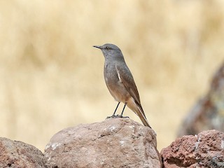  - Rufous-webbed Bush-Tyrant