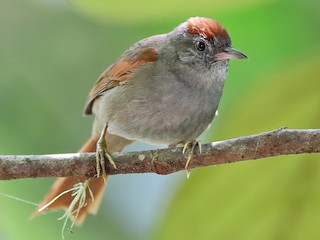  - Tepui Spinetail