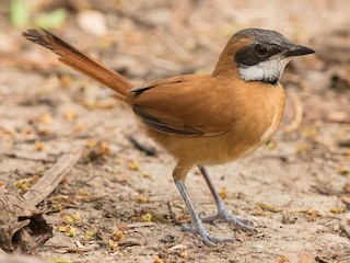  - White-whiskered Spinetail