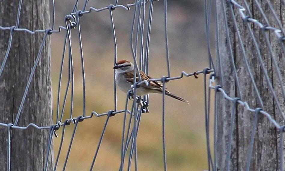 Chipping Sparrow - David Lusignan