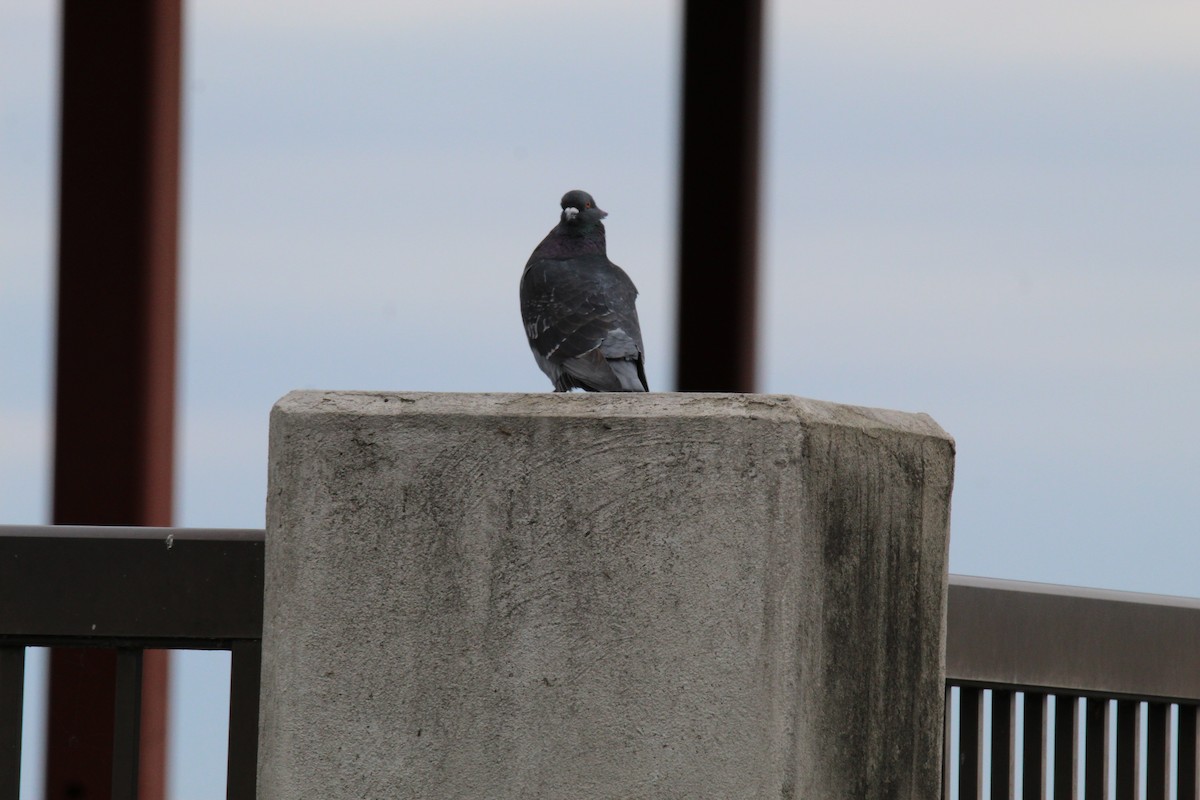 Rock Pigeon (Feral Pigeon) - ML321578321