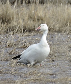 Snow Goose, ML321592961