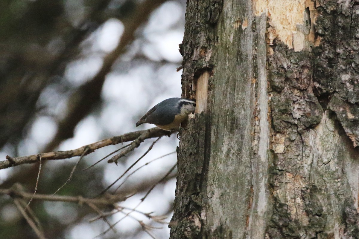 Red-breasted Nuthatch - ML321593421