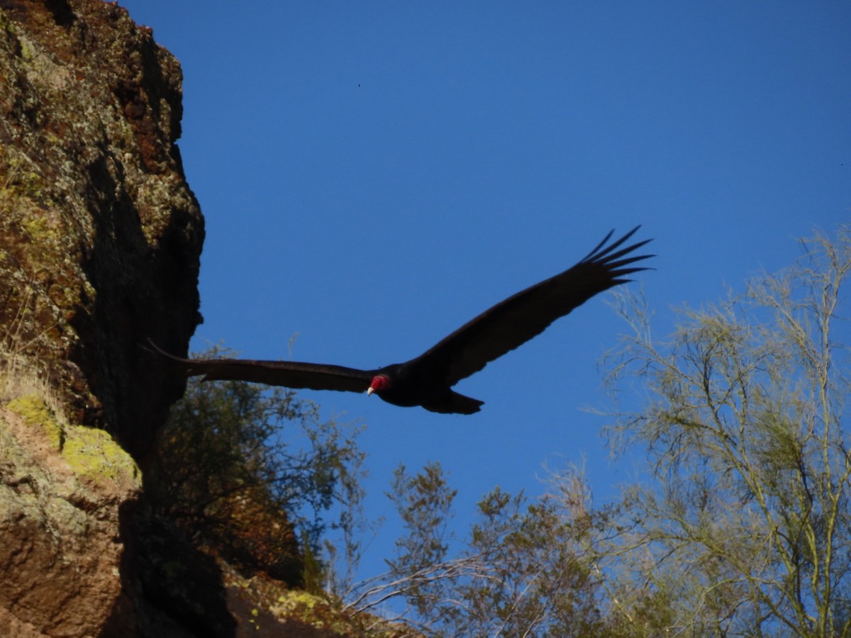 Turkey Vulture - ML321597941