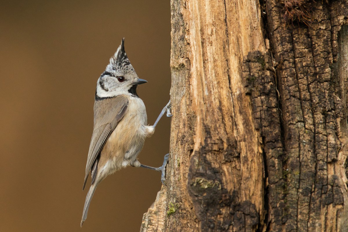 Crested Tit - ML321599591