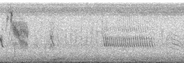 Kara Karınlı Tohumcul - ML32160