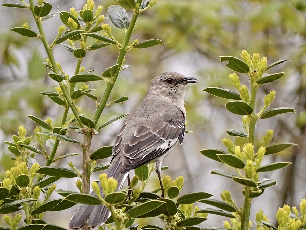 Northern Mockingbird - Fleeta Chauvigne