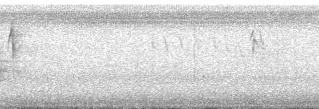 Kara Karınlı Tohumcul - ML32161
