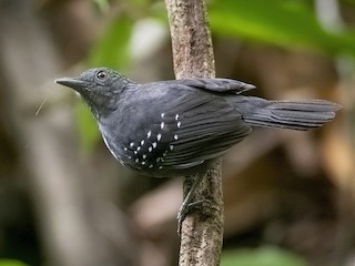Male - J Pavani (Birding Roraima) - ML321611111