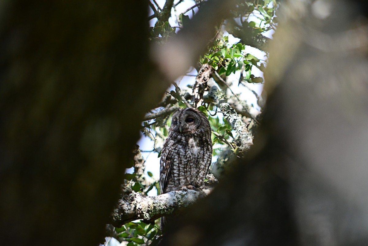 Tawny Owl - ML321613691