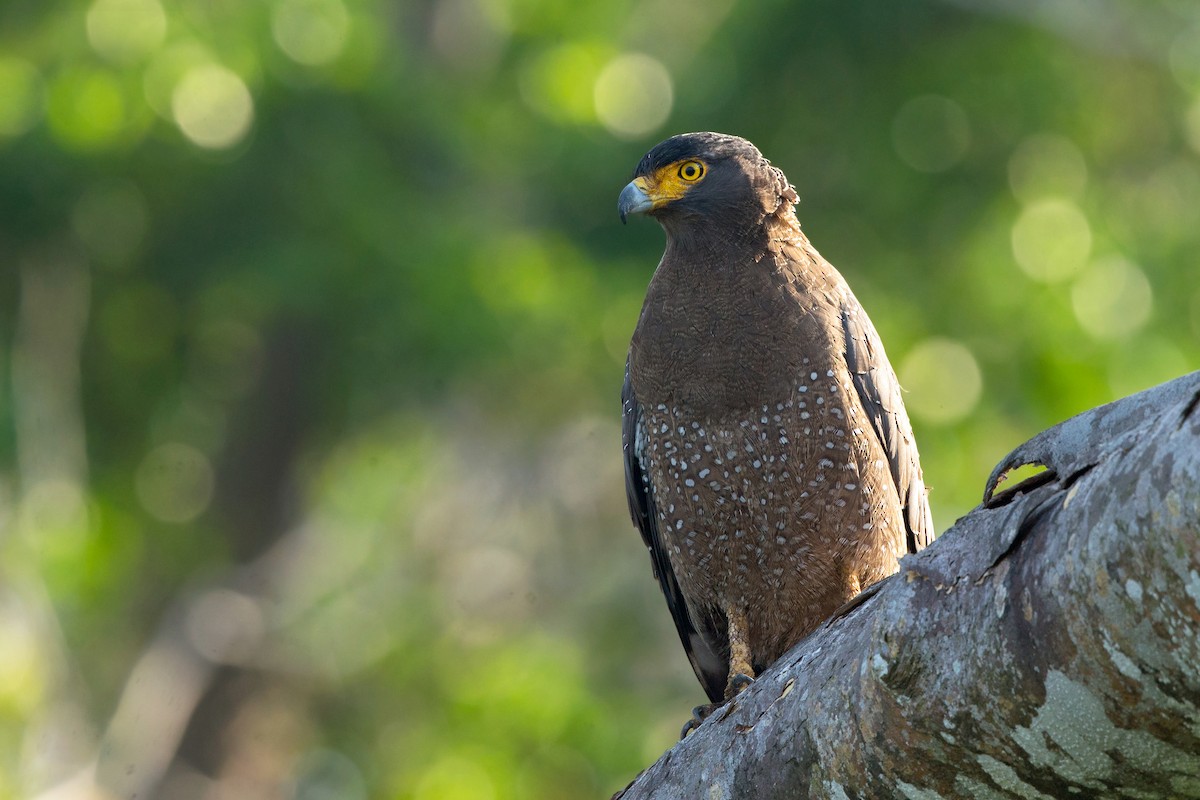 Crested Serpent-Eagle (Andaman) - David Irving