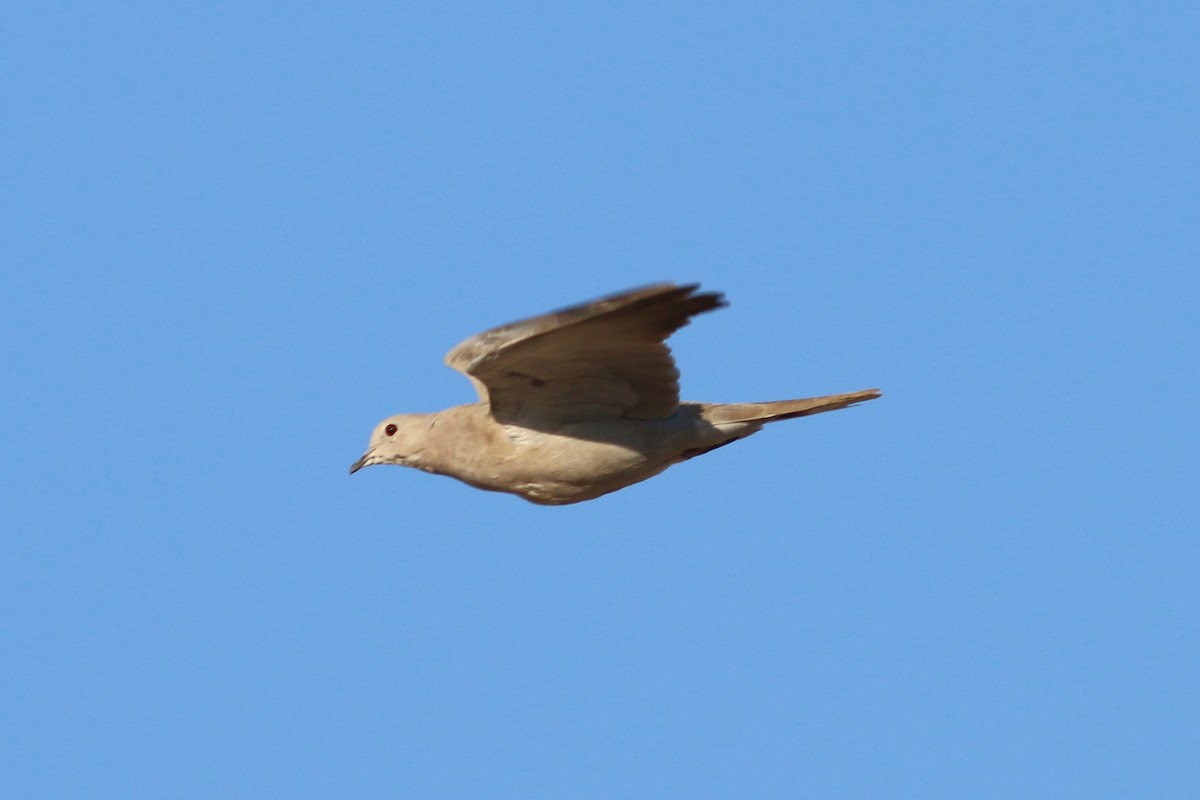Eurasian Collared-Dove - ML321630821