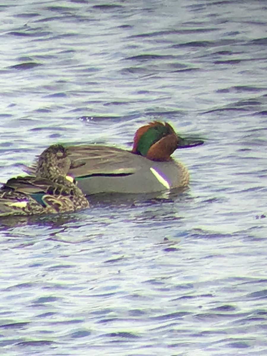 Green-winged Teal - ML321634221