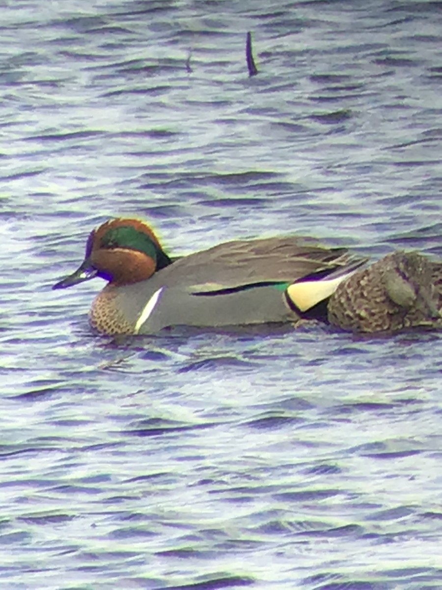 Green-winged Teal - ML321634231