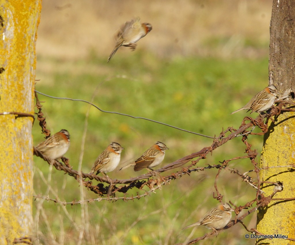 Rufous-collared Sparrow - ML32164101