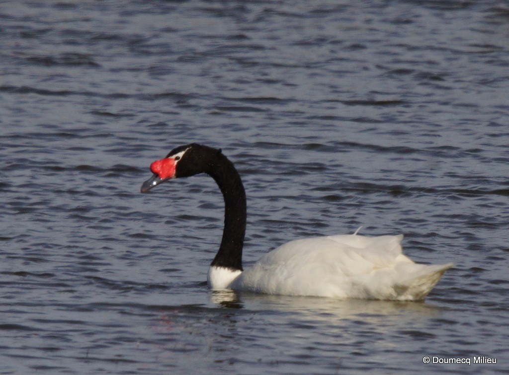 Black-necked Swan - Ricardo  Doumecq Milieu