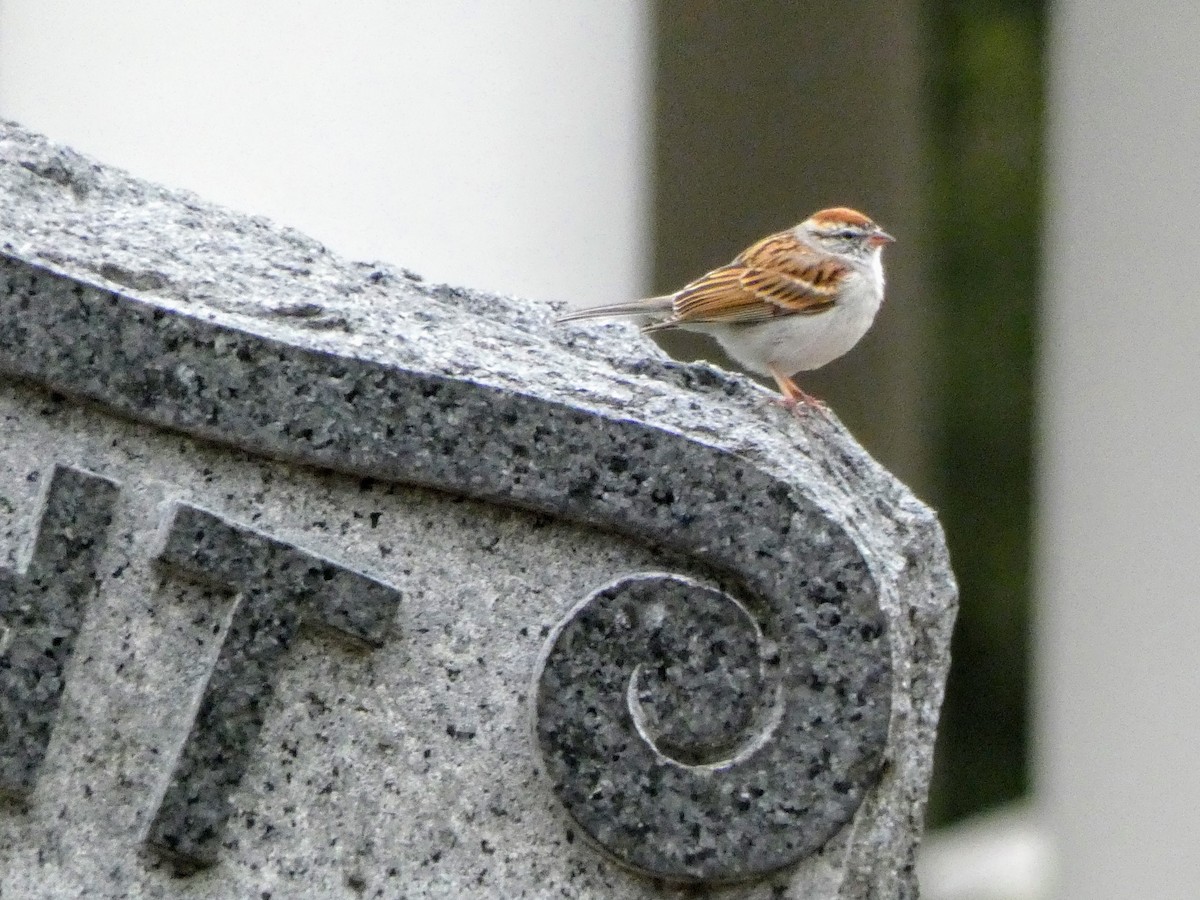 Chipping Sparrow - ML321646311