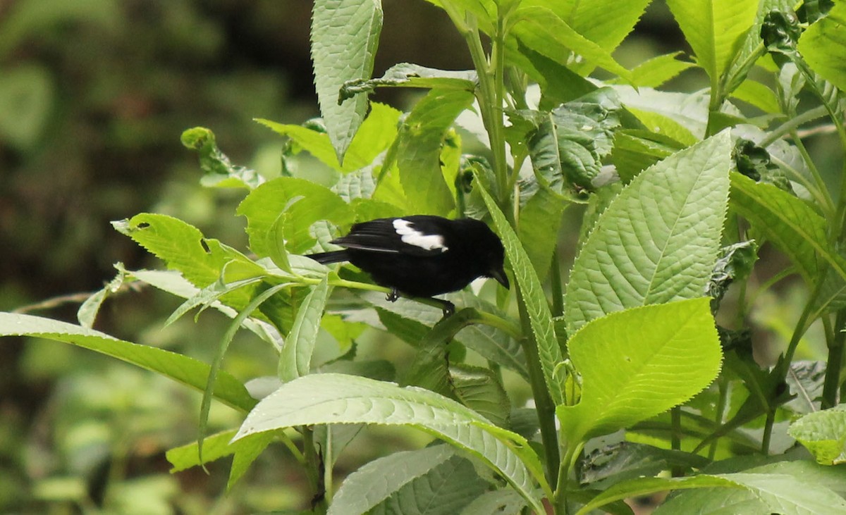 White-shouldered Tanager - ML32164891