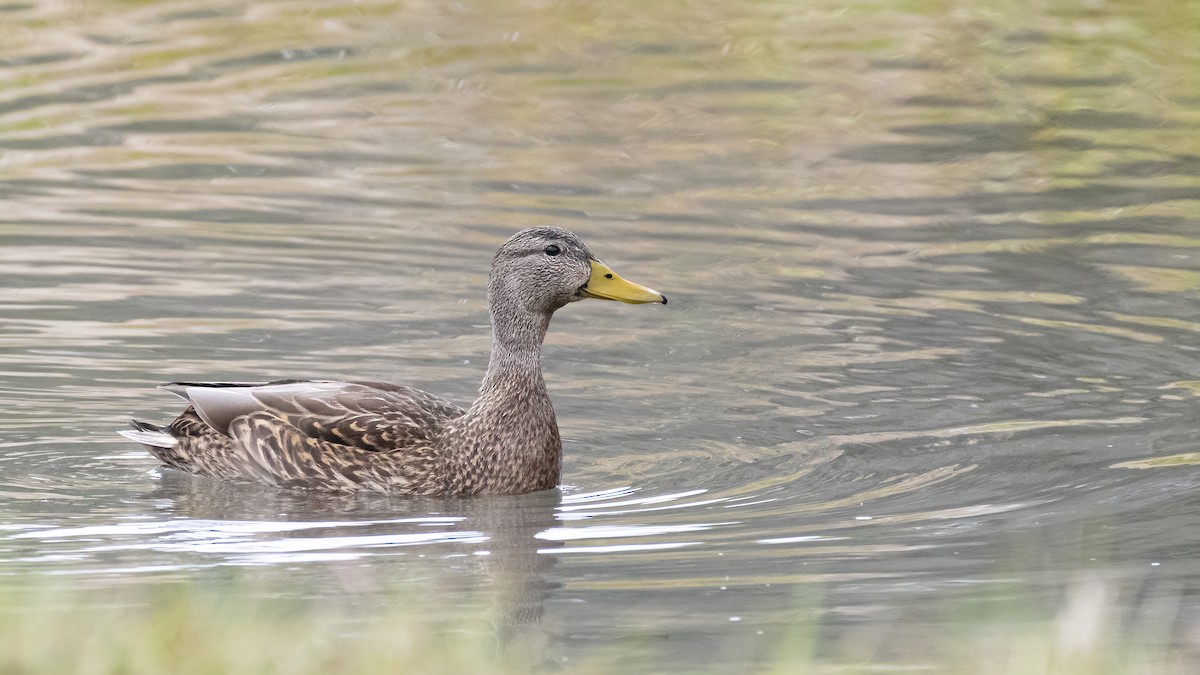 Mexican Duck - ML321649681