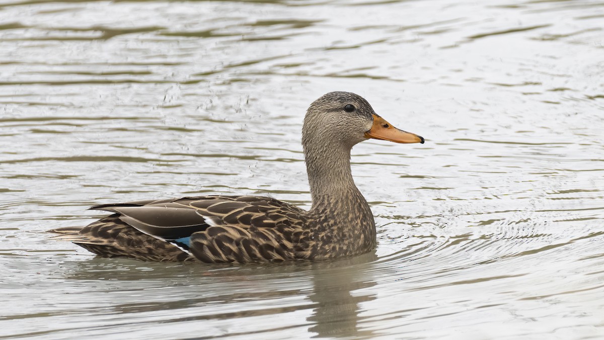 Mexican Duck - ML321649841