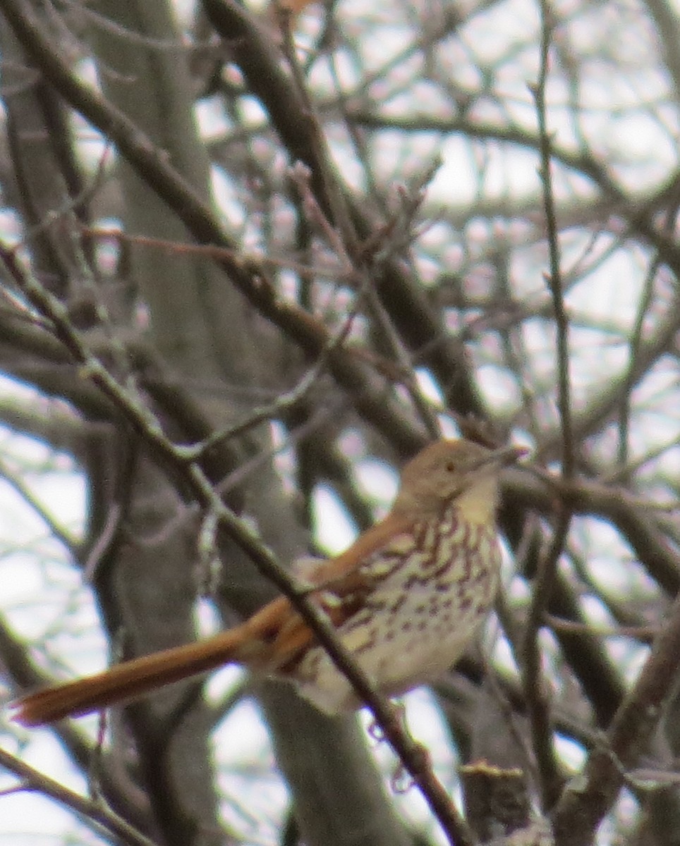 Brown Thrasher - Donna Wright
