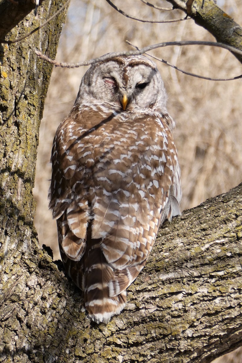 Barred Owl - K K