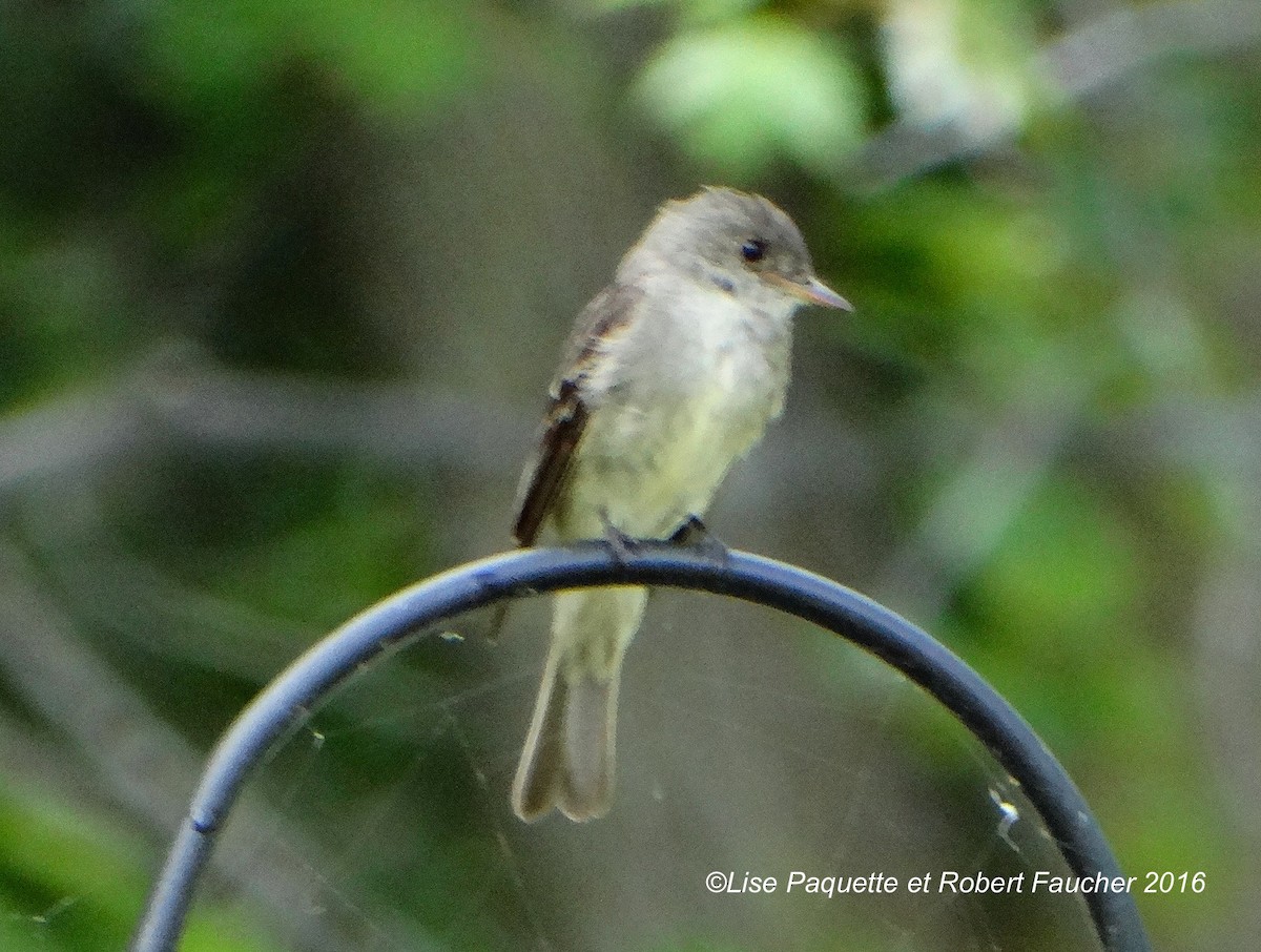 Eastern Wood-Pewee - Lise Paquette  Robert Faucher