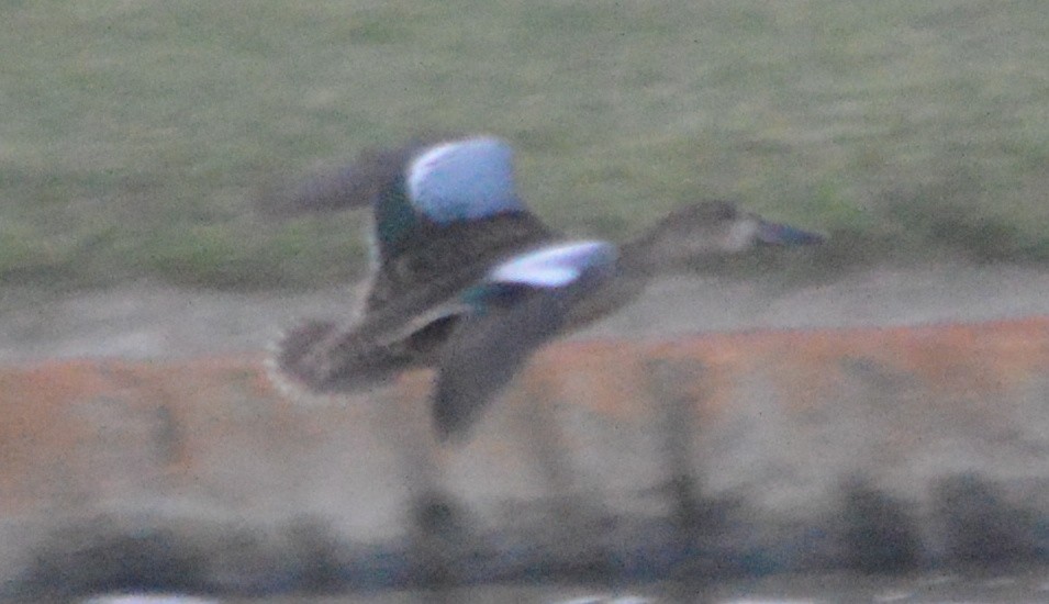 Blue-winged Teal - ML32166711