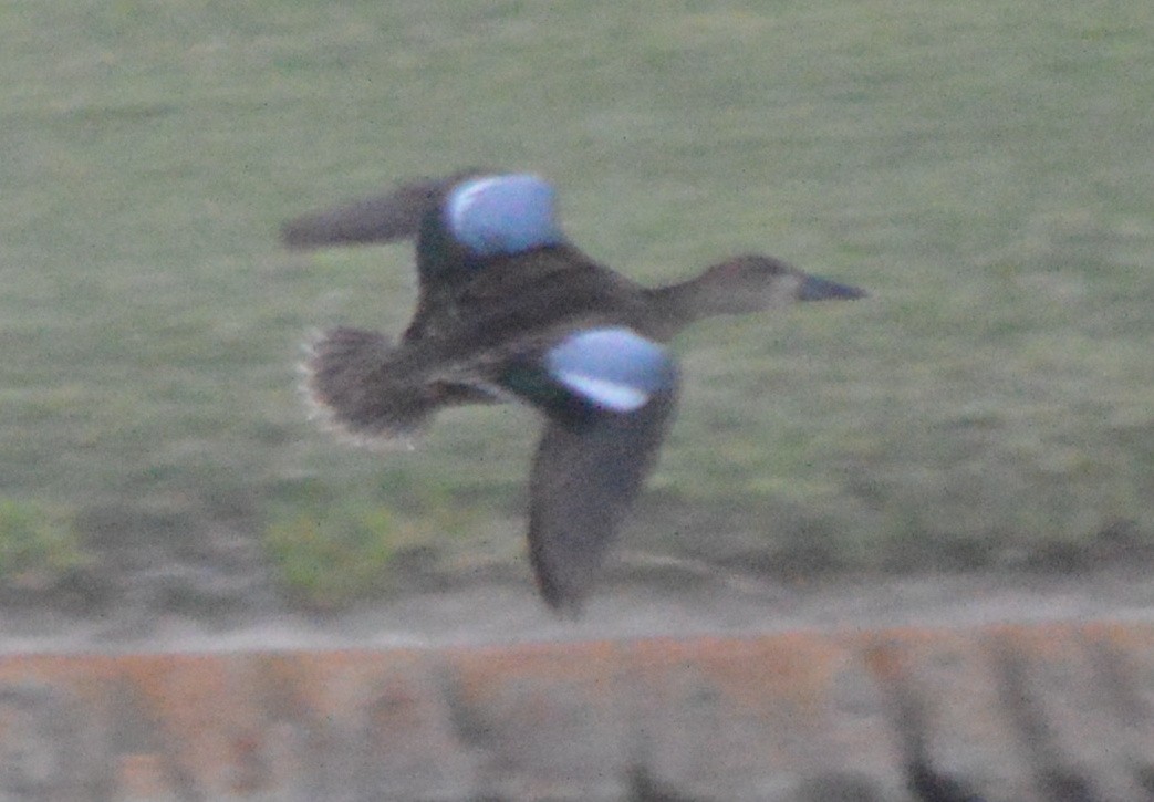 Blue-winged Teal - ML32166721