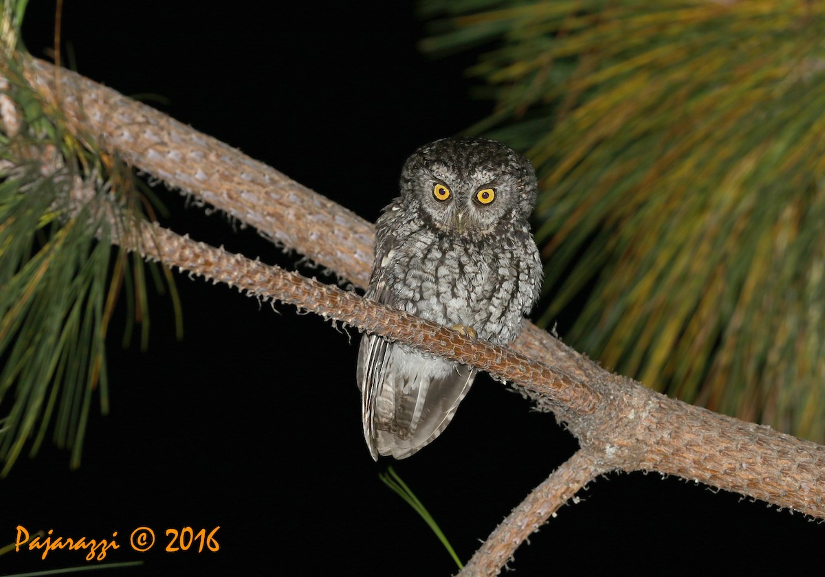Whiskered Screech-Owl - Alfredo Garcia
