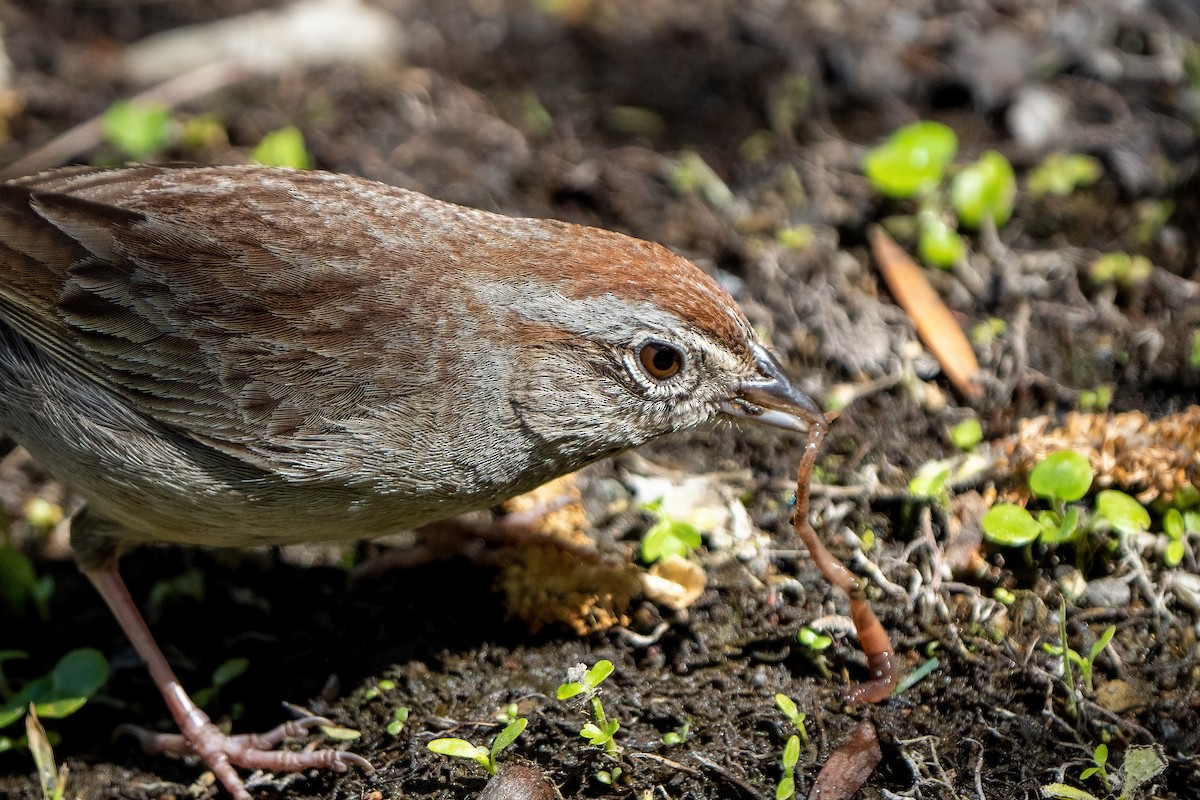 Rufous-crowned Sparrow - ML321667741