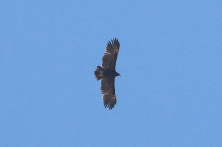 Greater Spotted Eagle - ML321672001