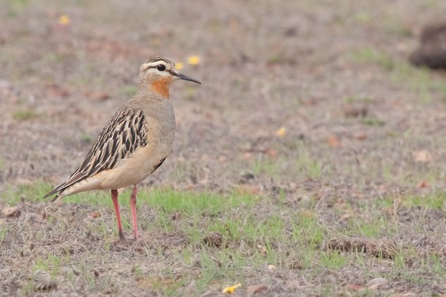 Formative Tawny-throated Dotterel (subspecies <em class="SciName notranslate">ruficollis</em>). - Tawny-throated Dotterel - 