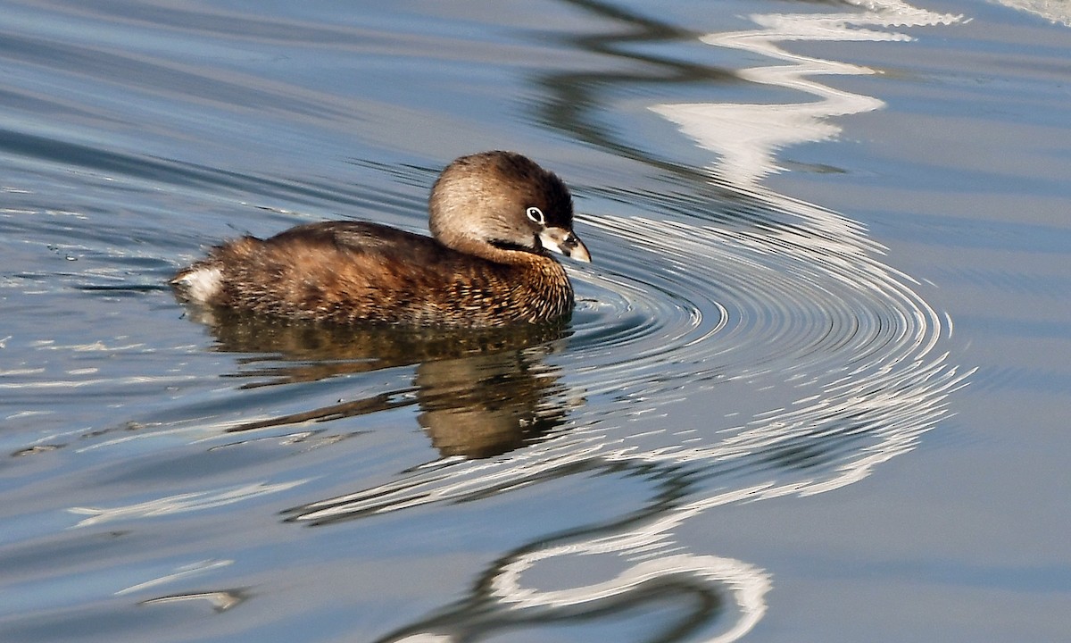 Pied-billed Grebe - MJ OnWhidbey