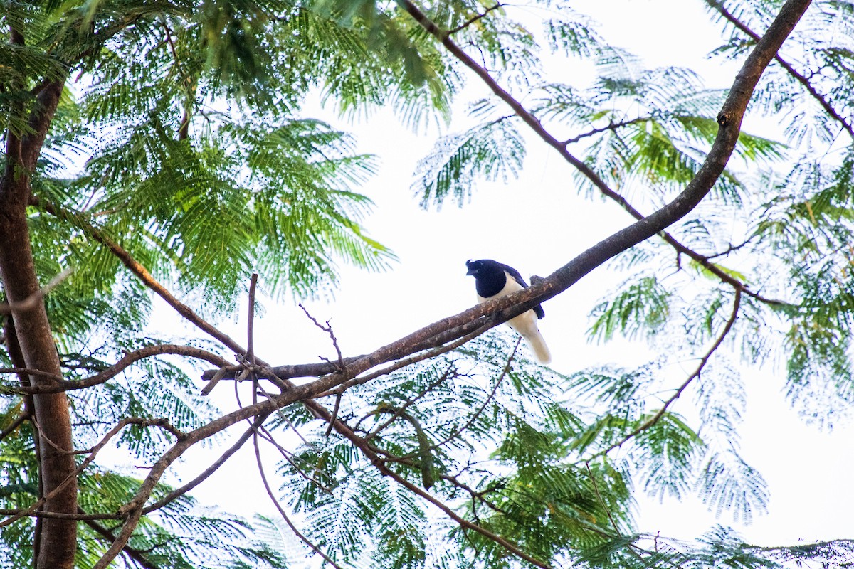 Curl-crested Jay - Guilherme A. Sciamana