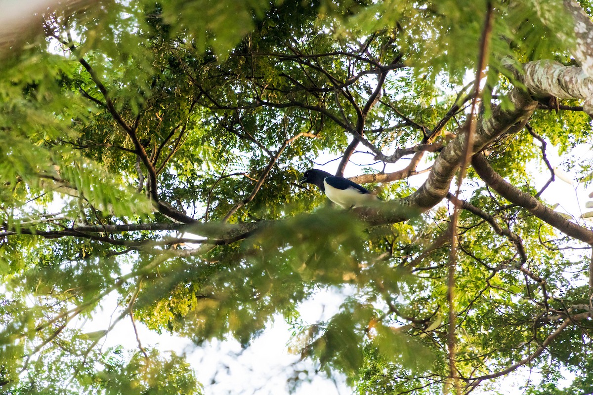 Curl-crested Jay - ML321689071